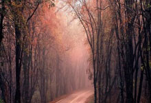 新华社不点名批武大:向上甩锅损害ZY公信力