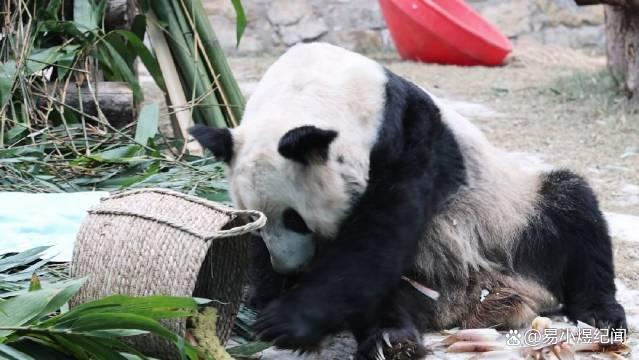 熊猫丫丫过小年，不停地吃，在国外瘦骨嶙峋，在国内养成大胖小子